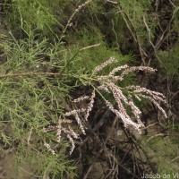 Tamarix indica Willd.